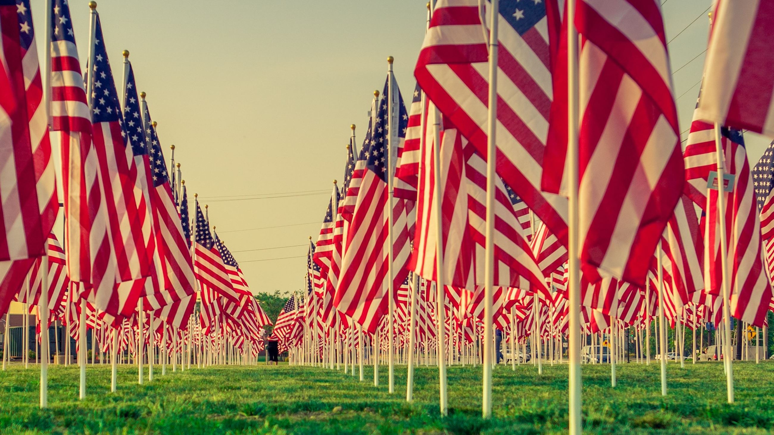 Rows of American flags in a field