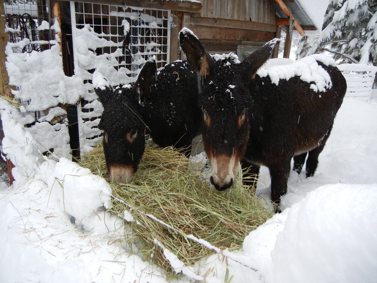 Donkeys in the Snow